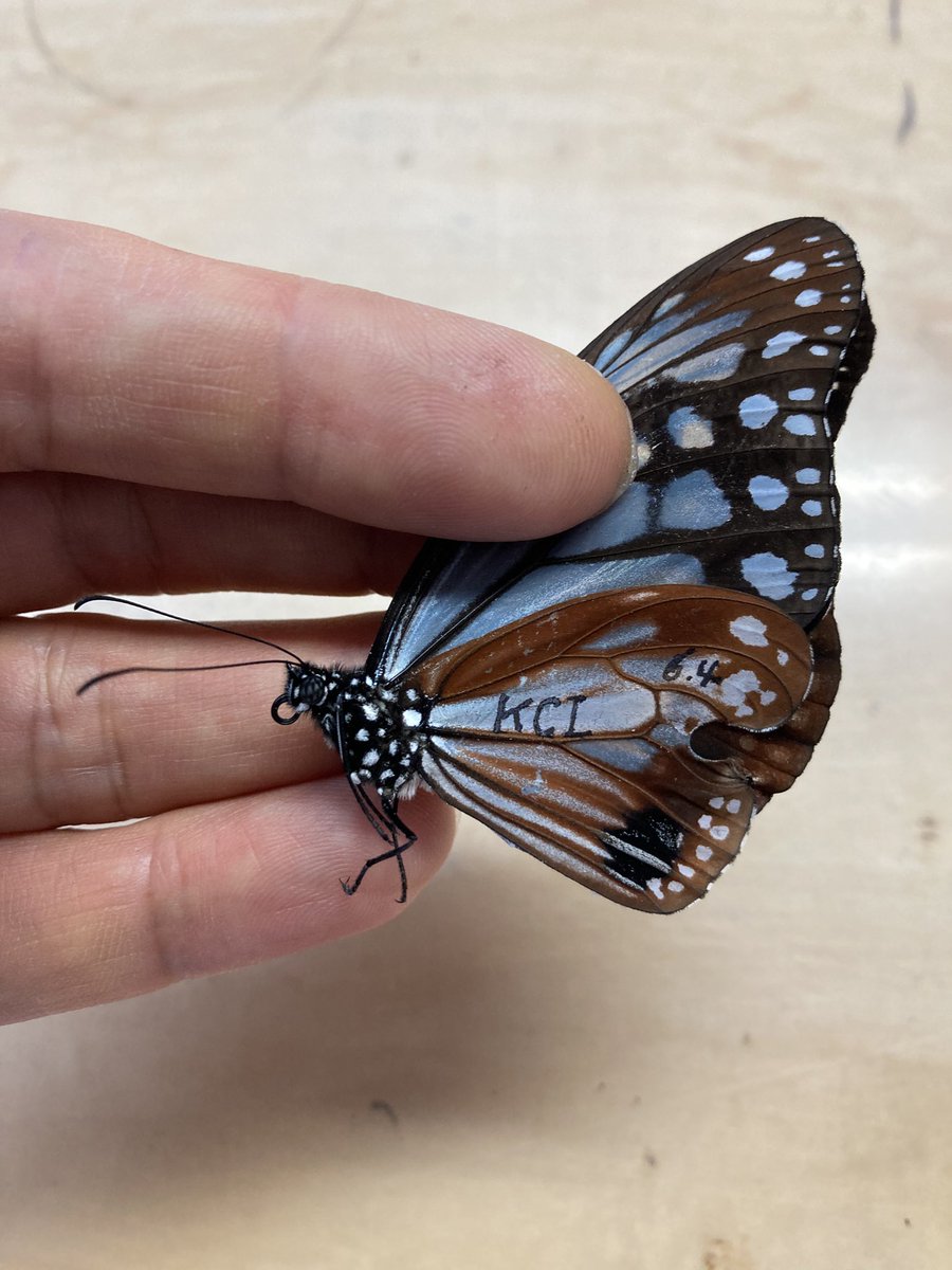 本日は虫の日です。
というわけではありませんが、北へ向かって旅をするアサギマダラが今日も昆虫館にやってきてくれました。羽化不全があったようで左後翅が少し小さくなっている個体でしたが、元気に飛んで行きました。マークしたので誰か見つけね！
#虫の日