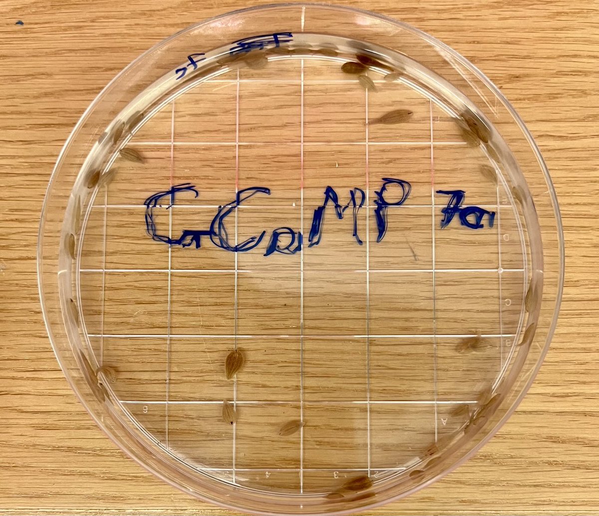 Richard Behringer (@rrbehringer) on Twitter photo Dish of freshwater transgenic leeches (Helobdella) expressing H2B-cherry <a href="/MBLScience/">Marine Biological Laboratory (MBL)</a> for Neural Systems & Behavior course. <a href="/SocDevBio/">Society for Developmental Biology</a> Dish of freshwater transgenic leeches (Helobdella) expressing H2B-cherry <a href="/MBLScience/">Marine Biological Laboratory (MBL)</a> for Neural Systems & Behavior course. <a href="/SocDevBio/">Society for Developmental Biology</a>