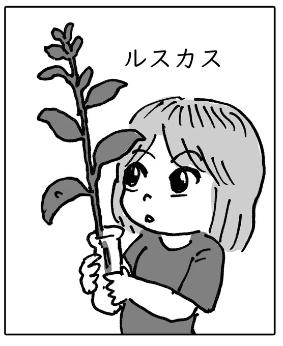 この前買った切花のカンパニュラは全部枯れたんだけど、花束の中に入っていたルスカスという葉っぱ(調べた)だけがすごく丈夫で生き残っている。しかし根っこが出るわけでもなく、ただ枯れてない。葉っぱの真ん中に芽みたいなのがあって、いつか、花が咲くかもしれないらしい。 