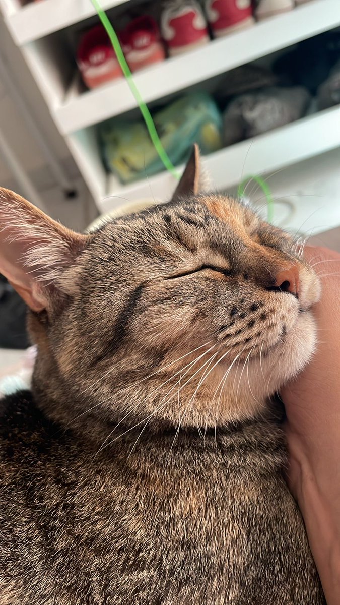 ppastelzin's tweet photo. Olá, primeiramente desculpa mensagem enorme mas peço que leiam com atenção. somos a Marilia e a Paola, tutoras da Maria(gata de 11 anos), essa última semana ela ficou severamente doente, está com algo no estômago que está fazendo ela vomitar sangue. 
Fizemos os exames(1000 reais+ https://t.co/xFuz6DgvzG