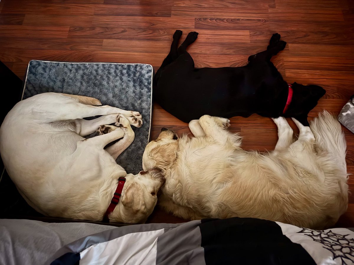 Every night I tell them it’s bed time and they come in the room and settle down on my side. #therapydog #firstresponderspack #bestfriends #peaceful #bedtime