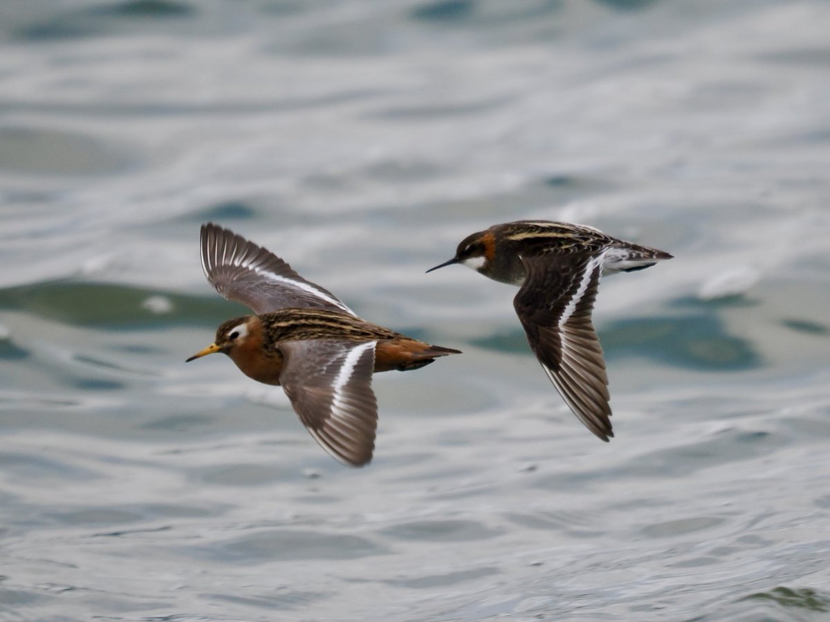 Sometimes you get lucky and capture two cool birds in the same shot! Here are breeding plumage Red (Grey in the UK] Phalarope and Red-necked Phalarope! Two birds from a flock of 80+ Phalaropes in Nome, Alaska yesterday! With ⁦<a href="/a1virginia/">Virginia Fairchild</a>⁩