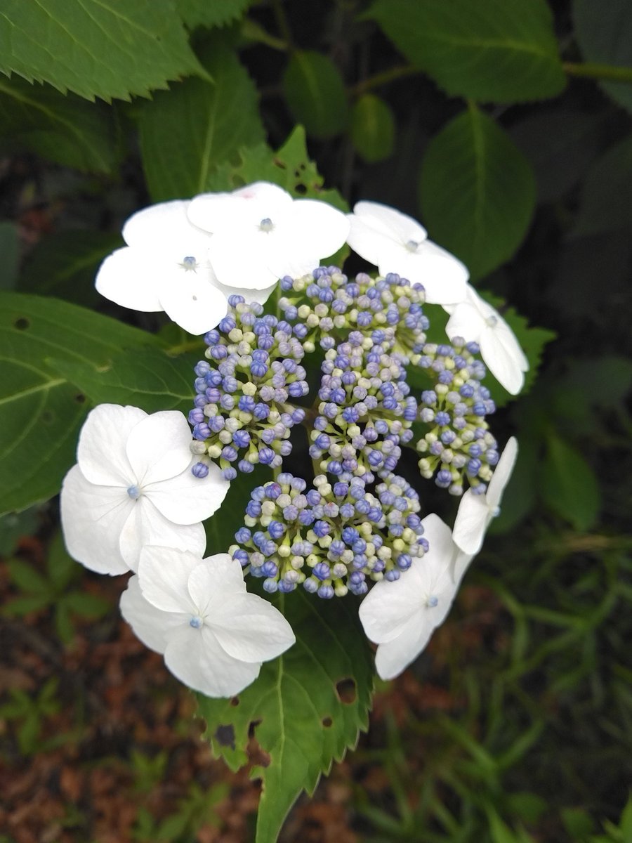 アジサイ科アジサイ属（Hydrangea）各種、
アジサイ、ガクアジサイ、アマチャなどが本館周辺で開花しています。
#小石川植物園
#アジサイ科