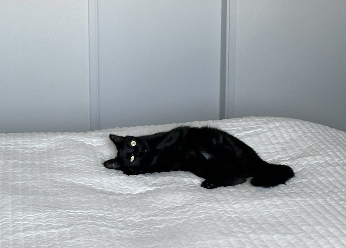 미카는 위협할때 뒹구르기를 해
나 지금 위협당하는 중