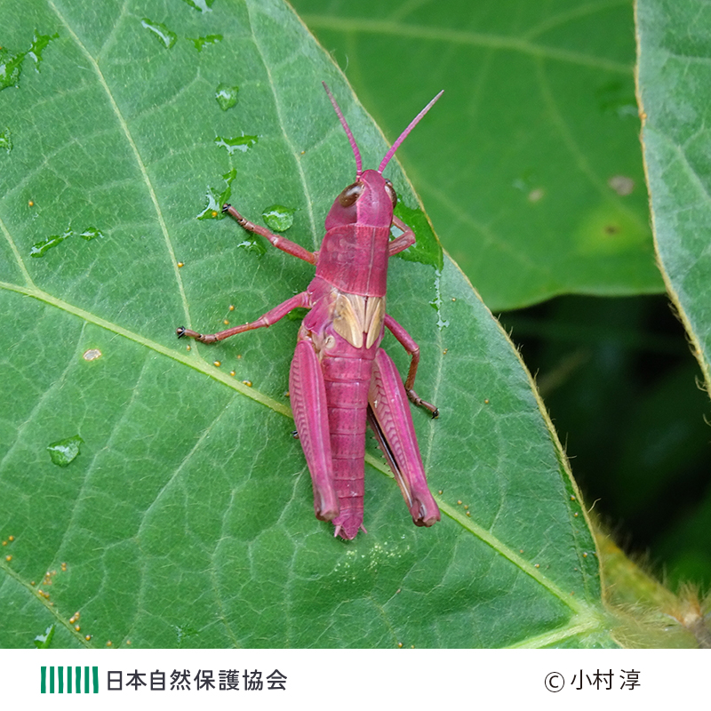 📷みんなで見つけた日本の自然📷

今週は、小村 淳さん「一期一会」
（わぉ！な生きものフォトコンテストの応募作品より）

#自然観察
#写真好きな人と繋がりたい
#生き物好きな人と繋がりたい
#自然好きな人と繋がりたい
#生物多様性