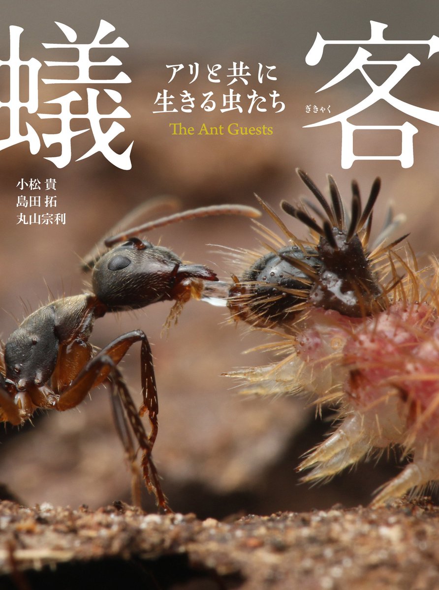 【予告】とうとう出ます！  

小松貴・島田拓・丸山宗利による写真集
『蟻客（ぎきゃく）  アリと共に生きる虫たち』（KADOKAWA）
です。