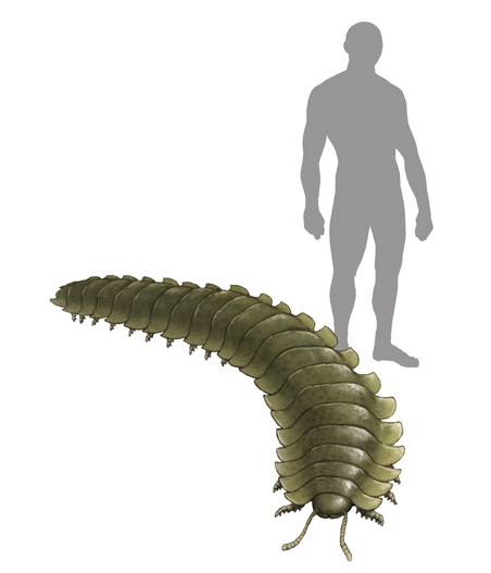 今日の古生物

アースロプレウラ（Arthropleura）

６月４日は「ムシの日」ということで
２ｍ超の史上最大のムシ。
だいたい３億年前に生息したヤスデ？のなかま。
当時は酸素濃度が異様に高かった時代なのか
巨大虫のうごめく世界だった。