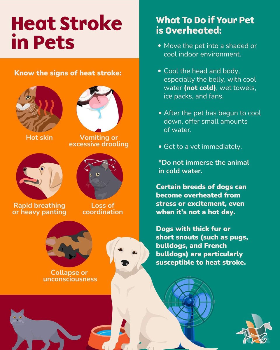 It’s summer in Texas! This is great info on heat management for your pets.