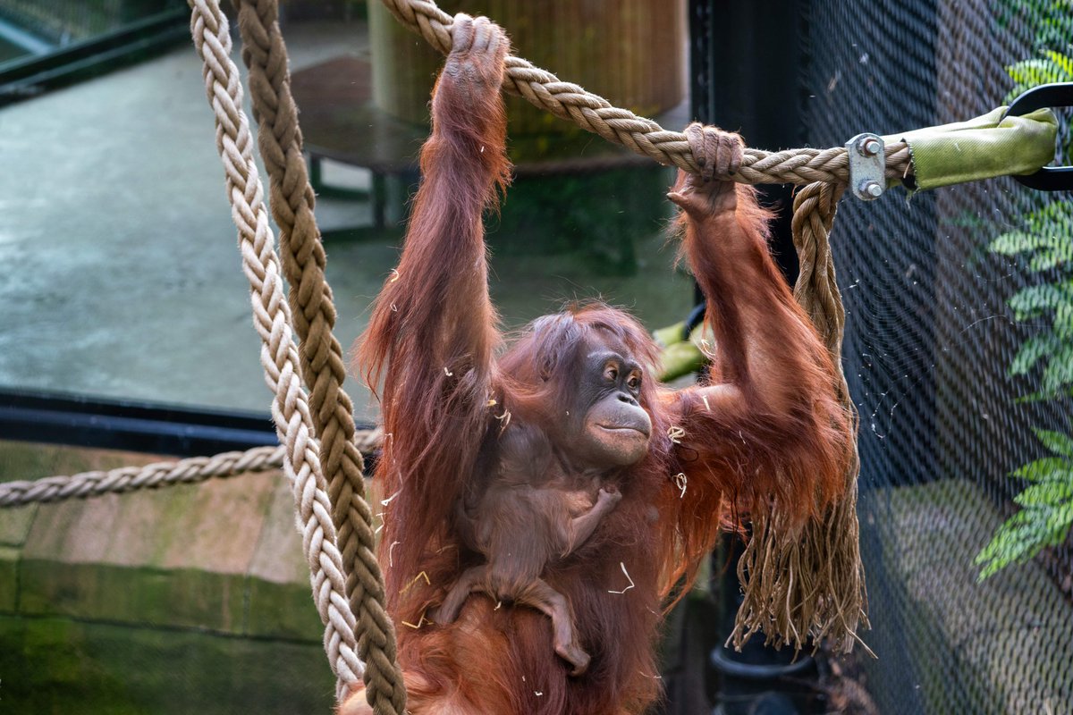 I know it isn't likely since the woman wanted to remain anonymous but it would be so cute if aalborg zoo named ruti's little daughter after the nursing mother guest who helped demonstrate to ruti how to breastfeed her 🥹❤️