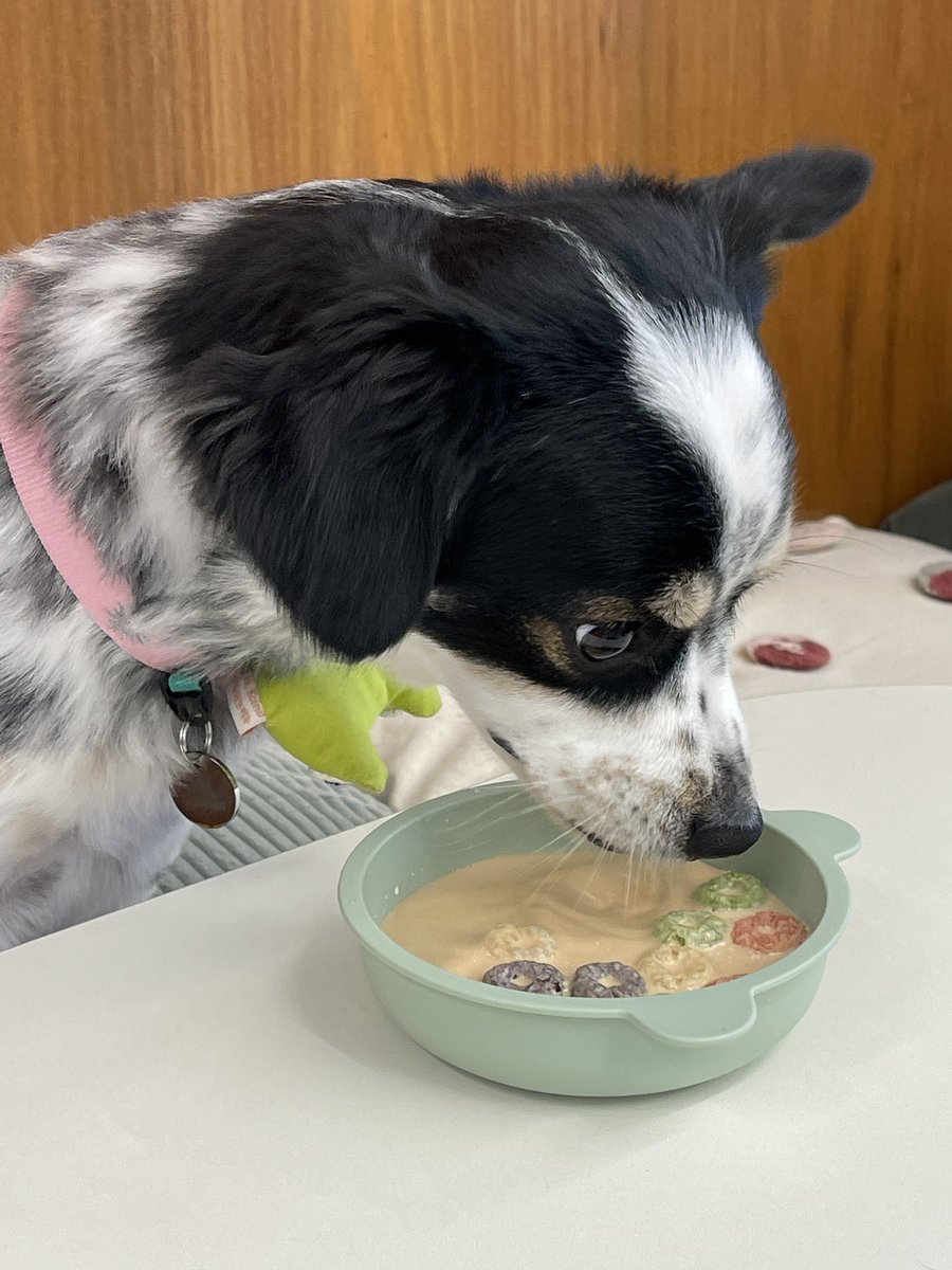 댕댕 간식도 구비 완🐶