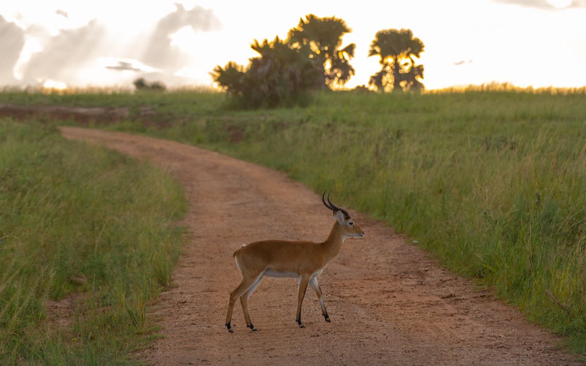 Encounter Africa Safaris (@encounterafric) on Twitter photo Discover murchison falls national parks beauty and wildlife on our guided safaris. We offer personalized trips with boat cruises and game drives.
Call : +256 772 197 157
Email: info@gorilla-tracking-uganda.com
#ugandawildlifesafari #africansafari Discover murchison falls national parks beauty and wildlife on our guided safaris. We offer personalized trips with boat cruises and game drives.
Call : +256 772 197 157
Email: info@gorilla-tracking-uganda.com
#ugandawildlifesafari #africansafari