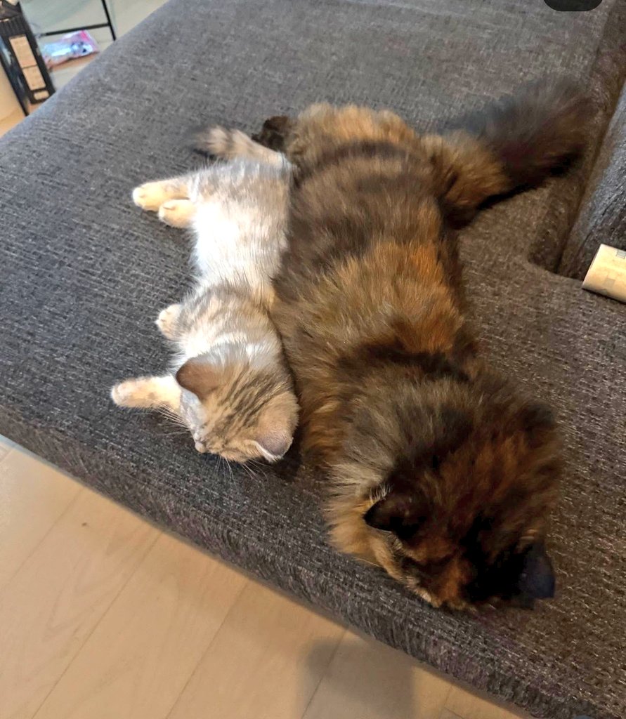 Koto05rin's tweet photo. めっちゃ癒されるーーー
#西谷大成Instagram
#nekogram
#ミミちゃんฅ^•ω•^ฅ
#ジジくんฅ^•ω•^ฅ https://t.co/gLUK2p8t6u