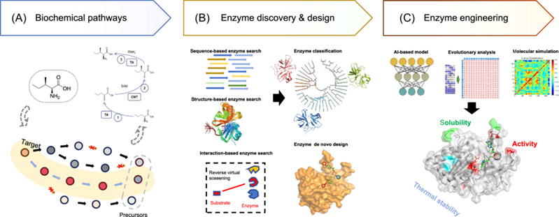 journal_mlife's tweet photo. How can AI revolutionize enzyme engineering? A new #mLife review summarize molecular retrobiosynthesis as a framework for discovering and designing enzymes, integrating artificial intelligence to accelerate biocatalyst development. @wileymicrobio https://t.co/Ij7xXeHyp5 https://t.co/WOXI3zFbbw