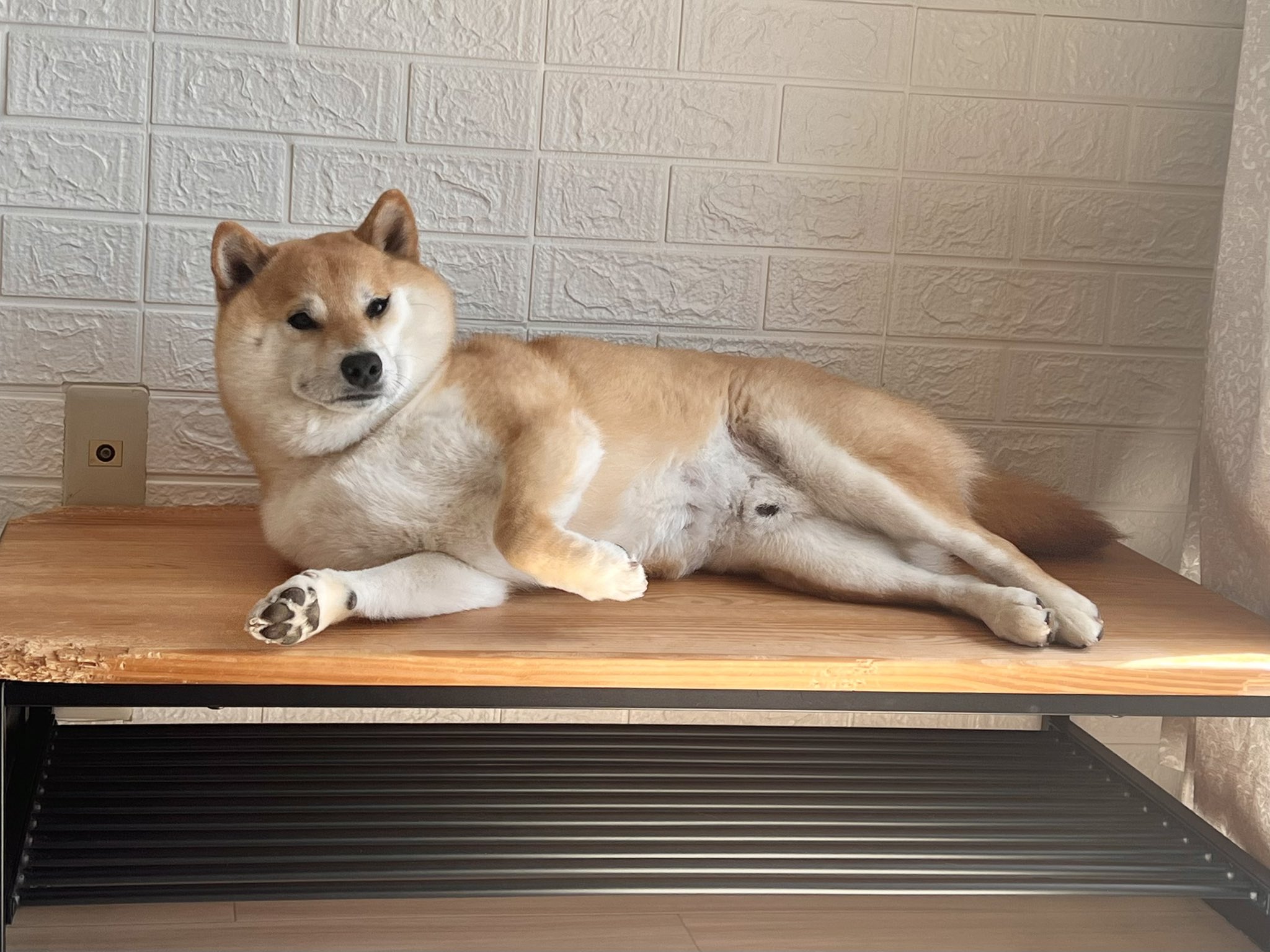 Hayu プレート　柴犬 柴犬ふう太 on X: 