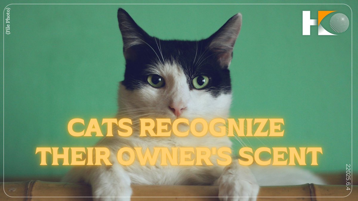 HKeye_'s tweet image. A new study by Tokyo University of Agriculture has found that domestic cats can tell the difference between the smell of their owner and that of a stranger.
#hkeye #CatsLover #Cat #CatsOnTwitter #CatsOfX #CatsofTwittter #catstagram #CatsAreFamily #tokyo