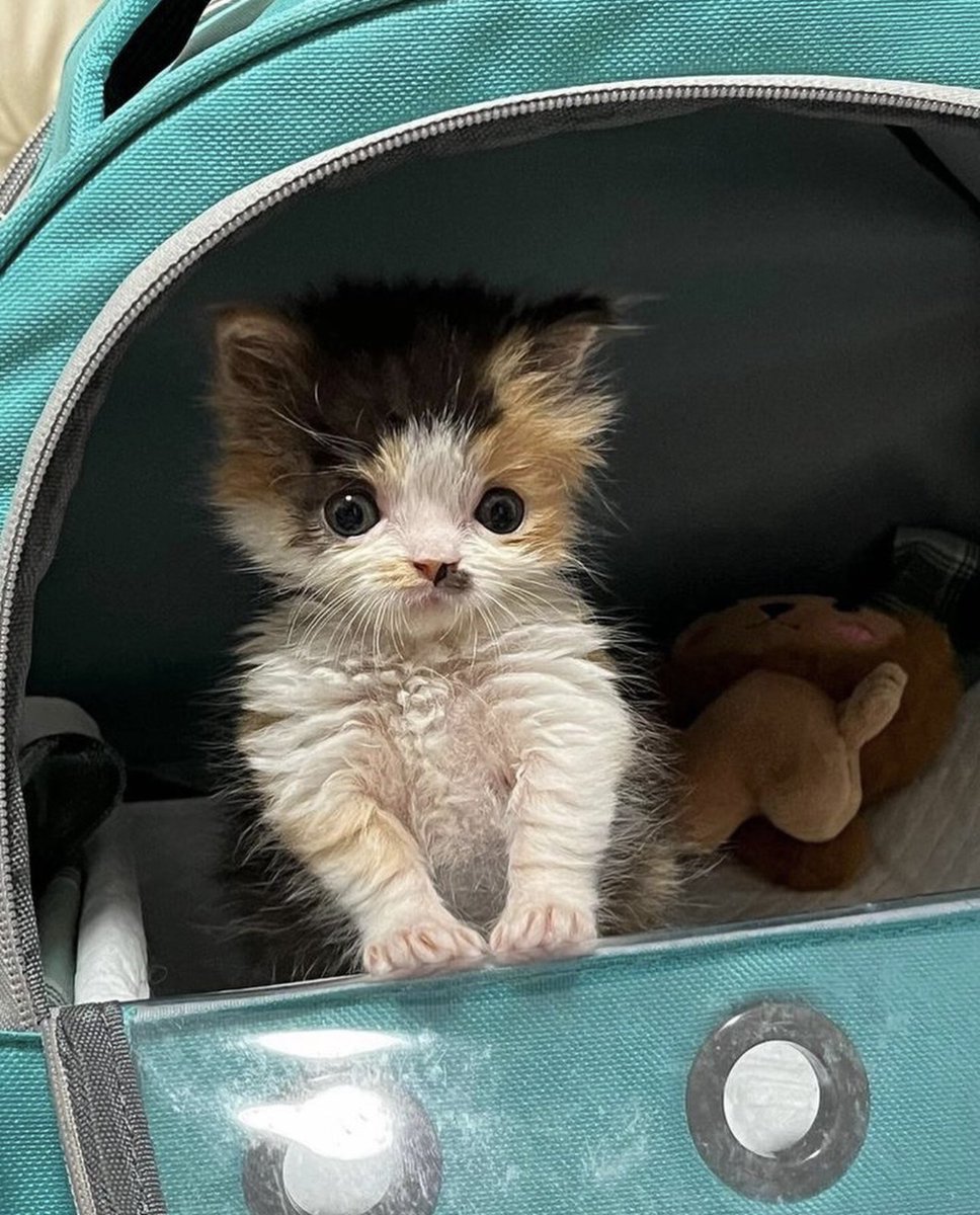 BeefBibbler's tweet image. h i it a wonerful day .