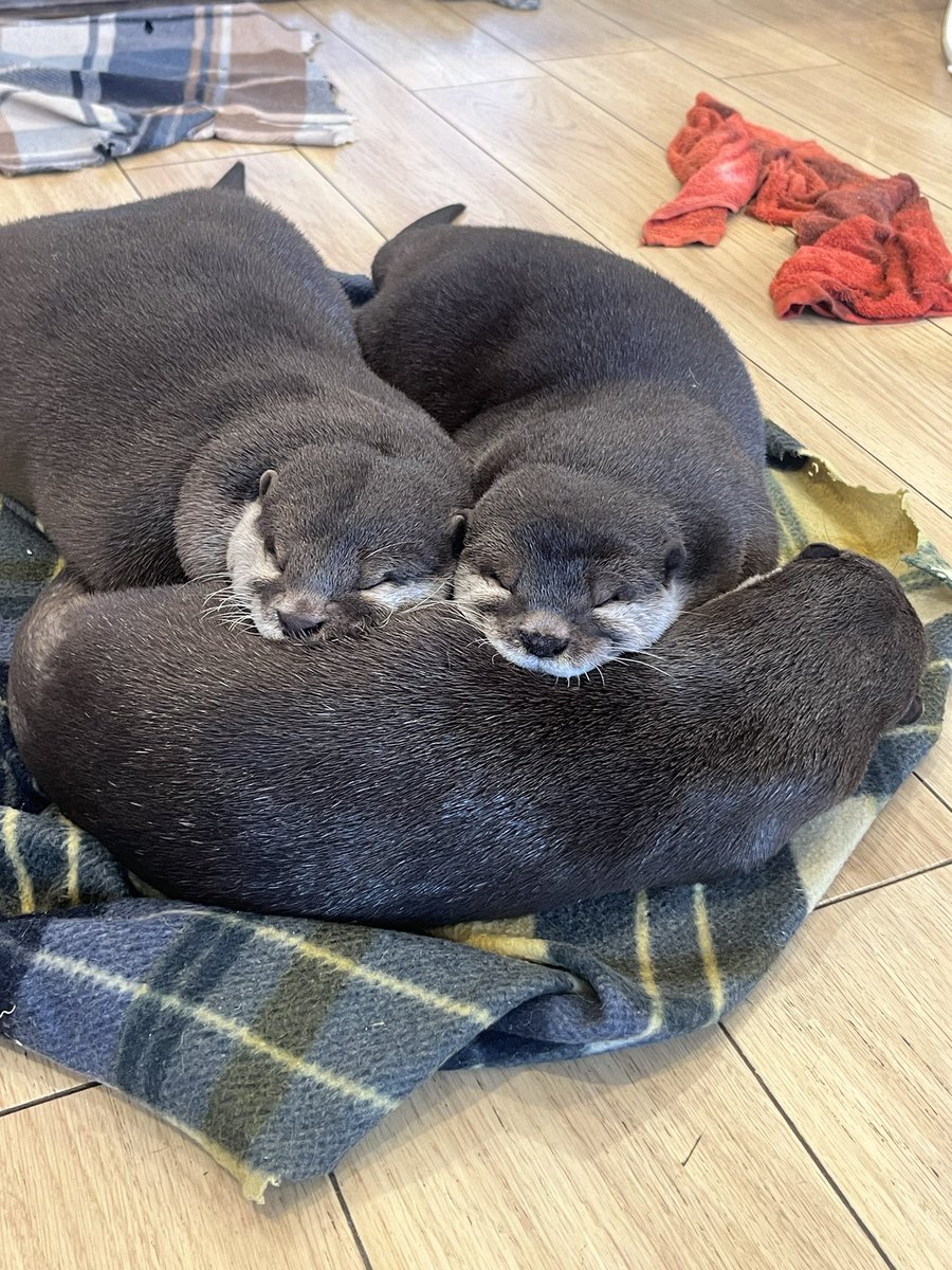 いちごちゃん🍓、枕にされてますよ〜🤭

#カワウソカフェ #カワウソカフェharry #カワウソ #ハリネズミ #ミーアキャット #プレーリードッグ #ヒメハリテンレック #フクロウ #アニマルカフェ #otter #otters #hedgehog #Meerkat #Prairiedog #owl #ottercafe #animalcafe #asakusa #Tokyo