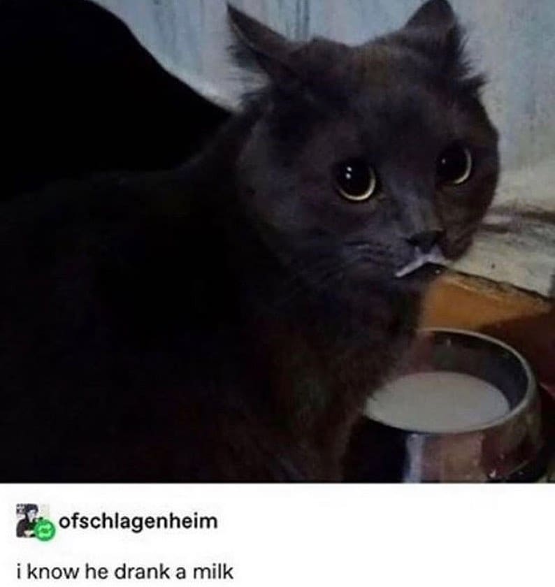 Punch Cat (@punchingcat) on Twitter photo 