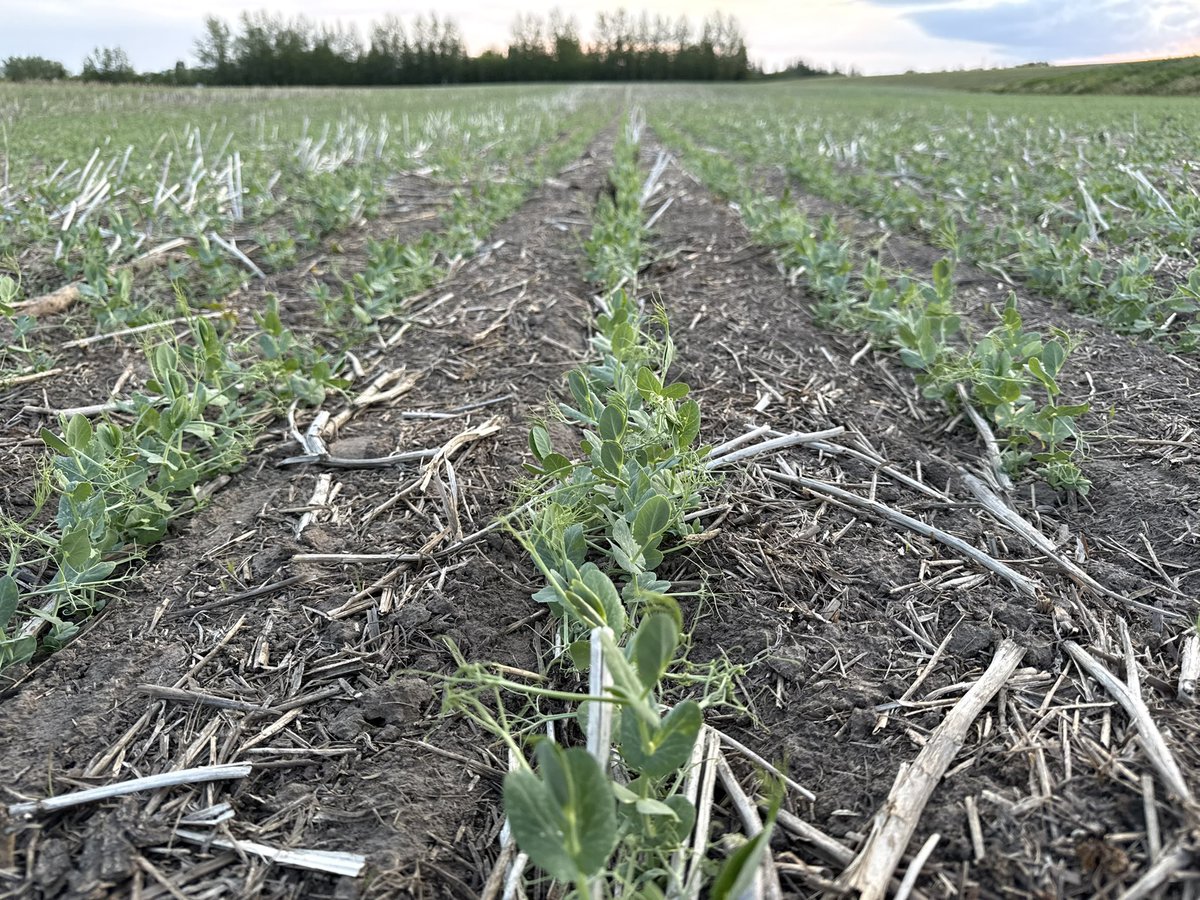 Rain…… never heard of it.  Getting to know the wind pretty well though.  

Our AAC Westking CWRS, AAC Wheatland VB CWRS and CDC Tollefson Yellow Pea pedigreed seed lots are ready for an in-crop herbicide application.  

How are the crops fairing the dry conditions in your area?