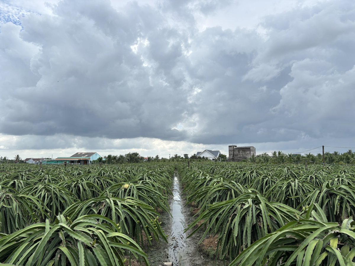 今日はベトナムの田舎でひたすらドラゴンフルーツの農場と加工工場を周っています。
Spending entire day today visiting dragon fruit farms and processing centers in Vietnam.