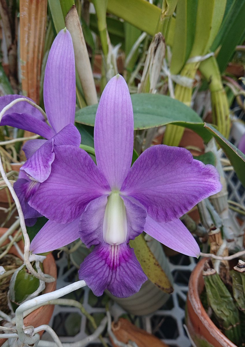 C. ‘Blue Magic’ ブルーパールブルーマジック カトレア 楽天市場】【花なし株】 カトレア ブルーパール 'ブルーマジック' C