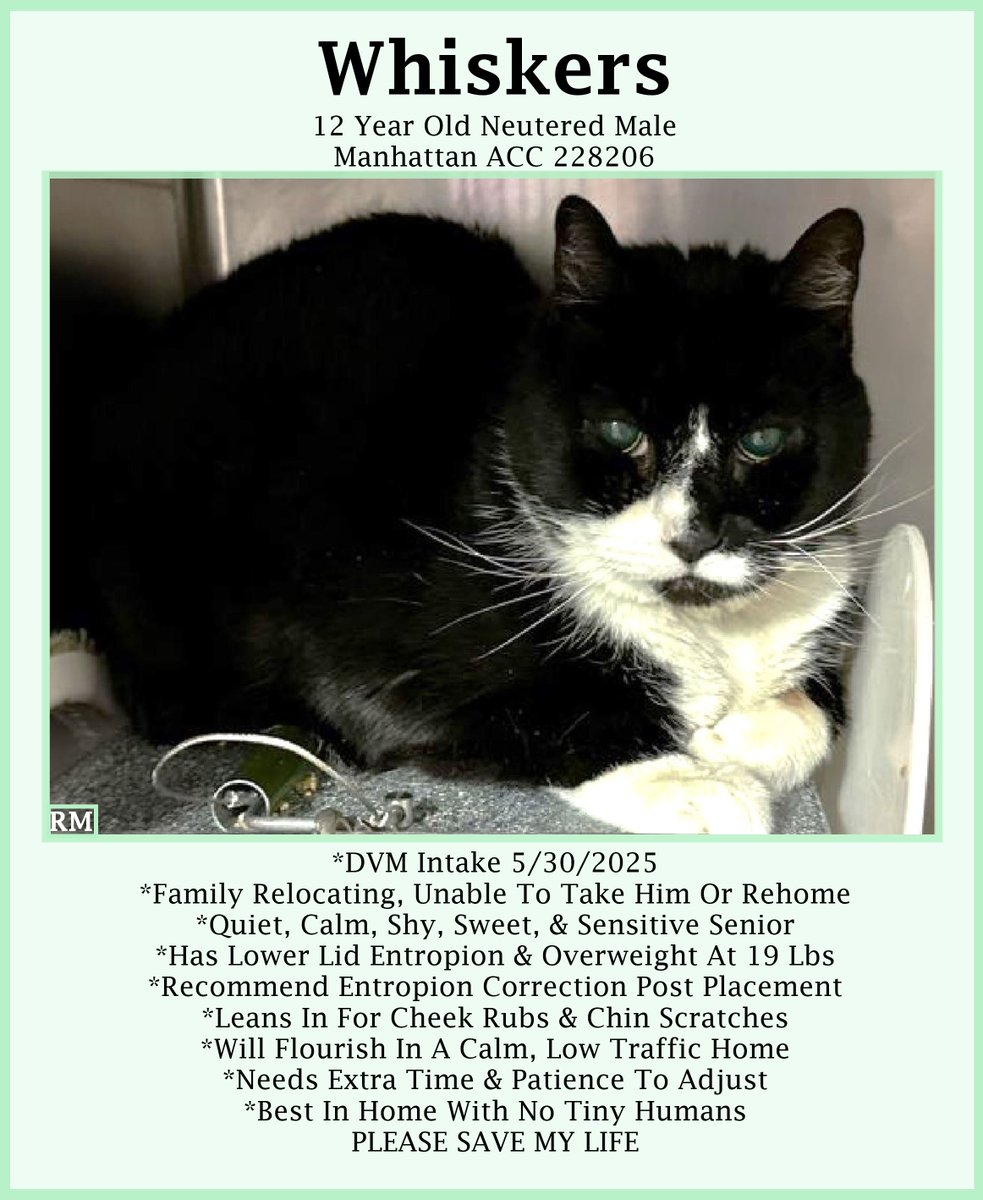 🆘URGENT🆘SENIOR ALERT🙏🏾PLZ SHARE🆘MEDICAL PRIORITY🆘
🙏🏾PLZ #PLEDGE 2 SAVE MY LIFE🙏🏾
💘Sweet 12YO #Senior Black &amp; White Kitty WHISKERS💘
😿Owner Surrendered, Lower Lid Entropion &amp; Overweight
🚨Needs #Adoption #Rescue #Foster🚨
⏩228206 facebook.com/photo/?fbid=11…
#Manhattan #NYCACC