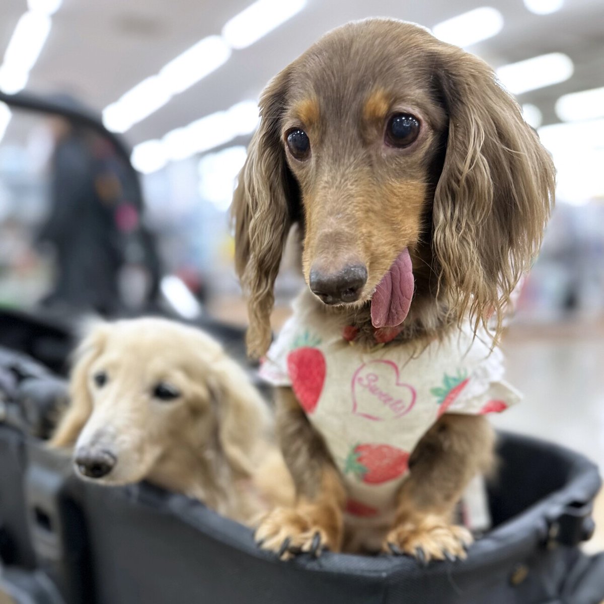 【#里親募集】「ダックスの女の子！ 月ちゃん♡」#栃木県 #宇都宮市 - 犬の里親募集(509542) pet-home.jp/dogs/tochigi/p… #保護犬 #保護犬を家族に #ミニチュアダックスフンド #ダックス #小型犬 #犬