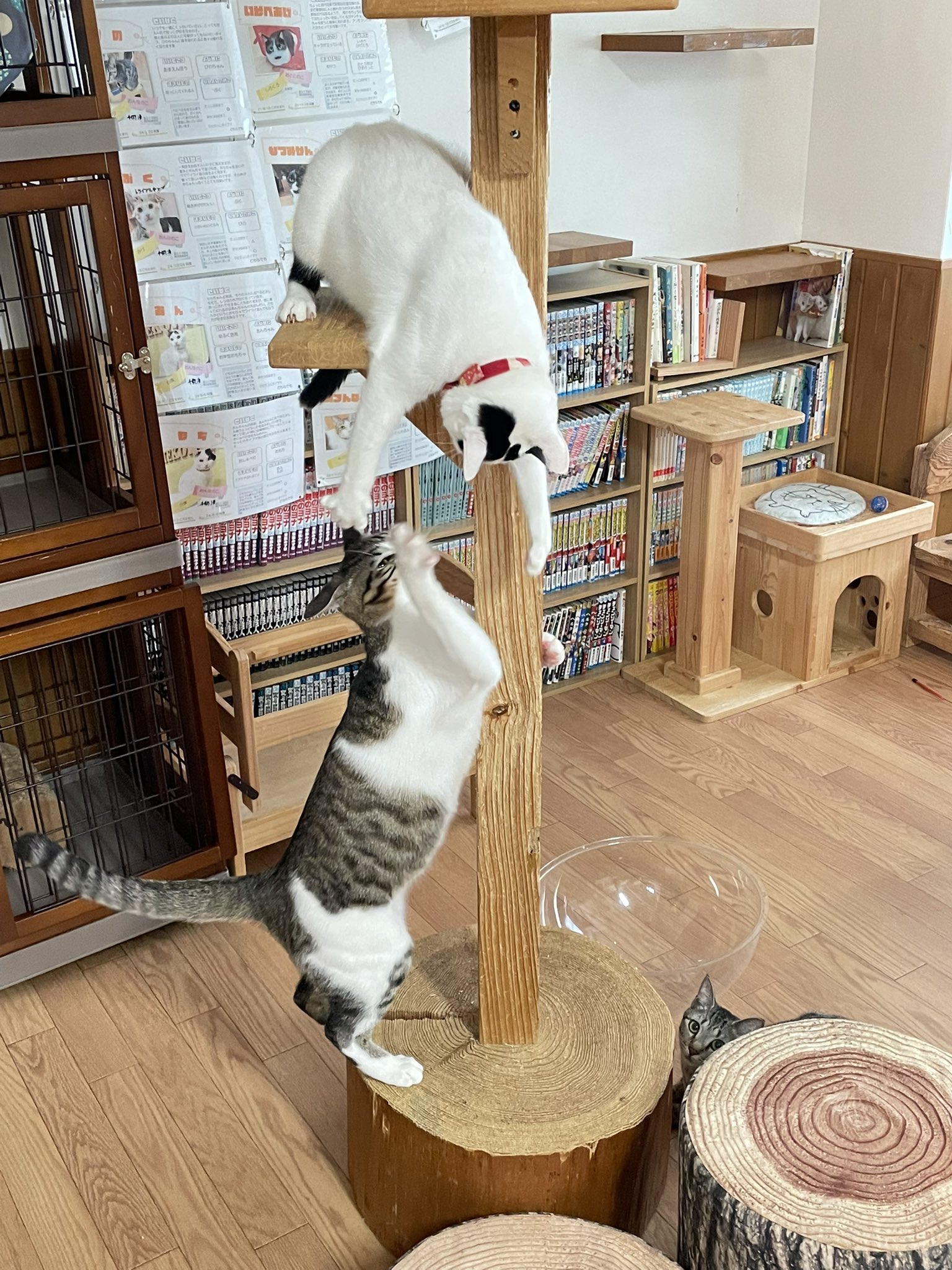 青猫ジェムズ＊天然石ビーズ&真珠ショップ (@aonekogems) / X