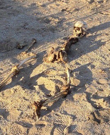 Hoy encontramos en la 12 Norte, en Hermosillo una osamenta.

De nada sirve que nosotras sigamos encontrando cuerpos si no logramos que vuelvan a casa porque las autoridades no pueden identificarlos. Urge que se empleen técnicas y tecnologías que nos ayuden a saber de quién son