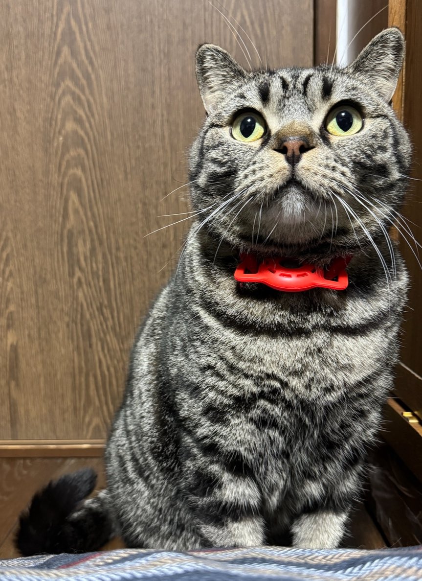 maclemon_cat's tweet photo. ついにわしもオーディション参加や
 #にゃんプロ #メルカリ https://t.co/Aw1PyCxSLQ
