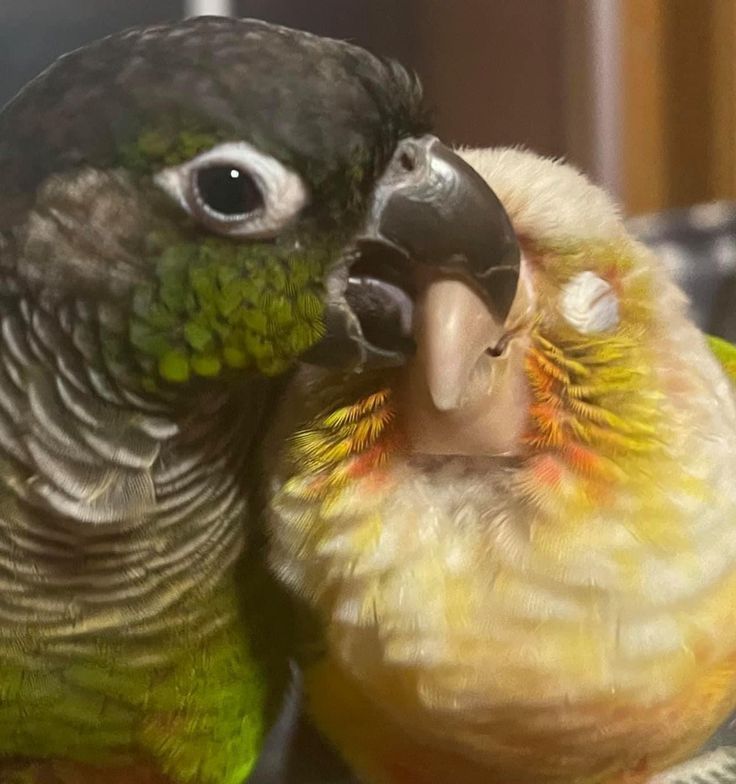 Out of Context Birds (@contextbirds) on Twitter photo 