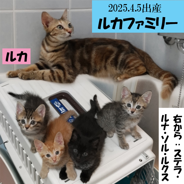 本とグッズの販売6/13開始予定 | Cat nursery Larimar 猫の保育