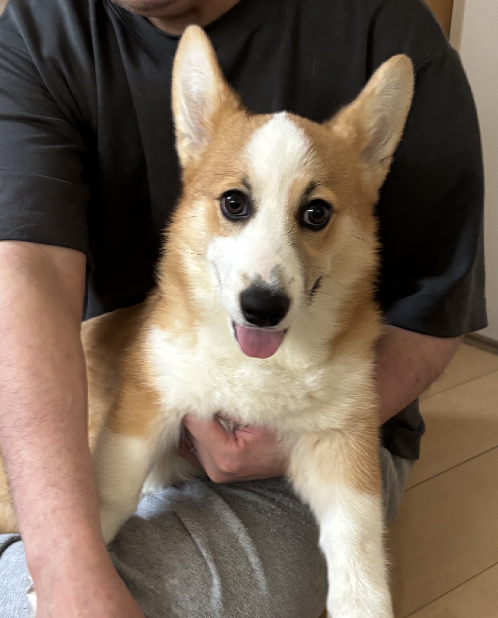 手乗りサイズのコーギーさん♪ JohnnyTheCorgi🇯🇵 (@CorgiJohnny) / X