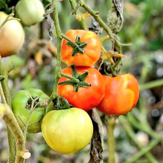 caledelspagesos's tweet image. VERDURES I HORTALISSES DEL MES DE JUNY: Albergínia, all, carbassó, ceba, cogombre, mongeta tendra, patata, pebrot, tomàquet.