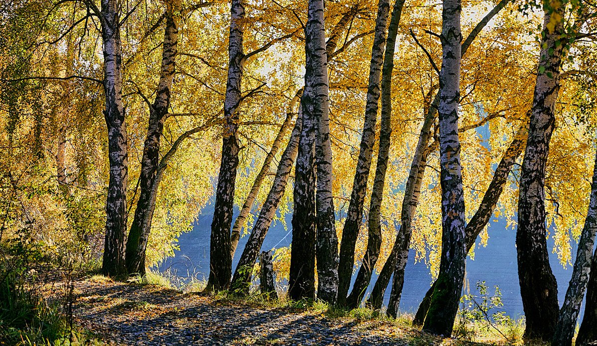 StjepanStimac's tweet image. Na obali Lokvarskog jezera
#okvarskojezero #breze #svjetlaisjene #gorskikotar #photography