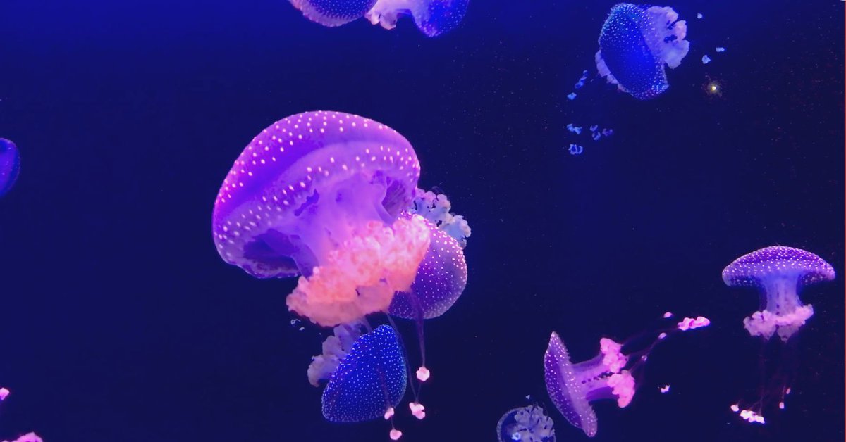 Today in Year 1 and 2 we learnt about World Ocean Day on Sunday 8th June. Ask the children what are the little things we can do to help our oceans' health.