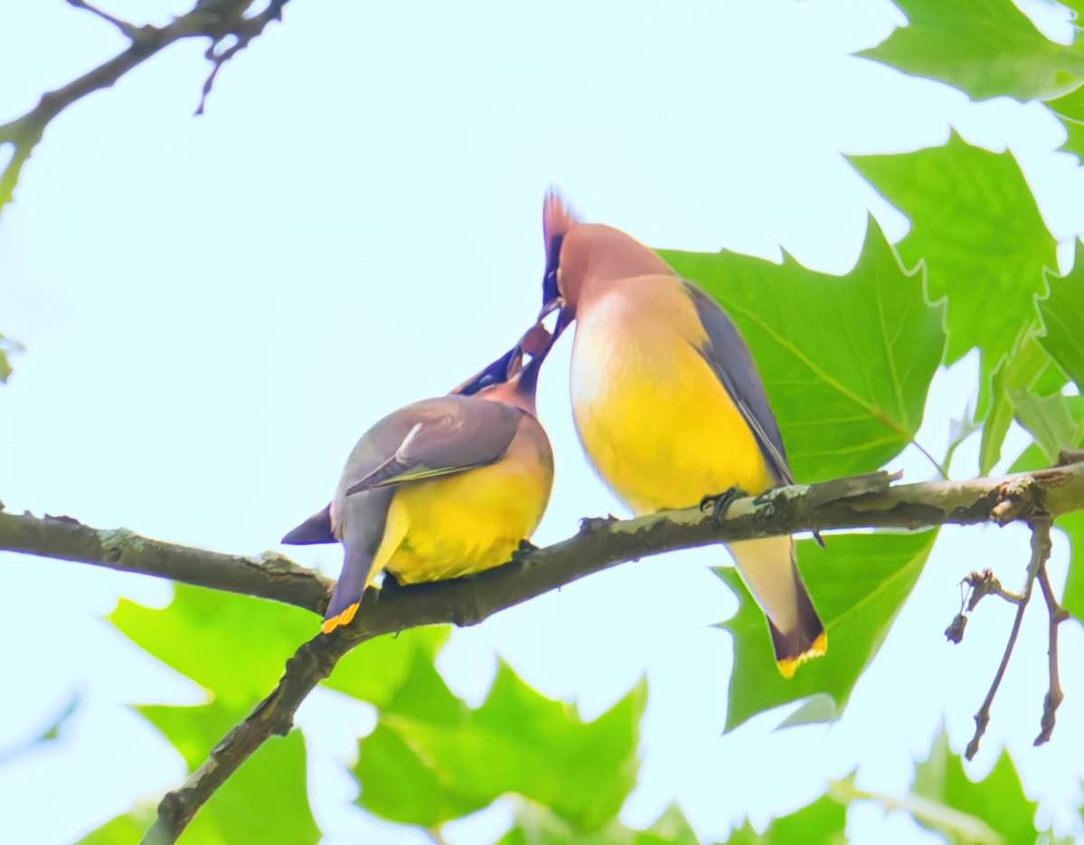 Ruben Giron (@rubengi02391602) on Twitter photo Cedar waxwings - These social birds are known for their bright yellow tail tips, black mask and their waxy red wing tips. These red tips increase as the bird ages. The last picture shows the "courtship dance" Pictures taken at the Bathing Rock. #birdcpp <a href="/BirdCentralPark/">Manhattan Bird Alert</a> Cedar waxwings - These social birds are known for their bright yellow tail tips, black mask and their waxy red wing tips. These red tips increase as the bird ages. The last picture shows the "courtship dance" Pictures taken at the Bathing Rock. #birdcpp <a href="/BirdCentralPark/">Manhattan Bird Alert</a>