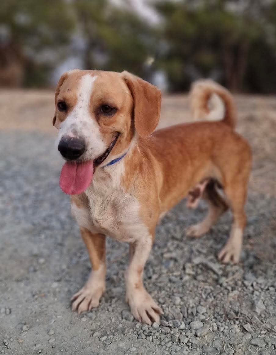 🐾 Meet Brandy – a small dog with a BIG heart!

3–4 years old, full of love, tail wags, and contagious smiles. The perfect cuddle buddy for couch naps or strolls. 💛

Looking for a forever friend? Brandy’s your guy.

✨ Could he be your missing piece?