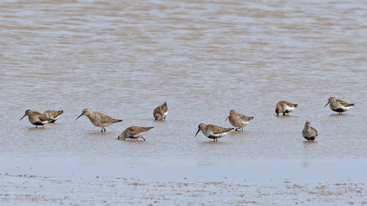 John Hewitt (@wathingsmecca) on Twitter photo Two Curlew Sands still at Kilnsea Wetlands this morning but no sign of Wood Sand by late morning <a href="/spurnbirdobs/">Spurn Bird Observatory</a> <a href="/RareBirdAlertUK/">RareBirdAlertUK</a> <a href="/BirdGuides/">BirdGuides</a> Two Curlew Sands still at Kilnsea Wetlands this morning but no sign of Wood Sand by late morning <a href="/spurnbirdobs/">Spurn Bird Observatory</a> <a href="/RareBirdAlertUK/">RareBirdAlertUK</a> <a href="/BirdGuides/">BirdGuides</a>
