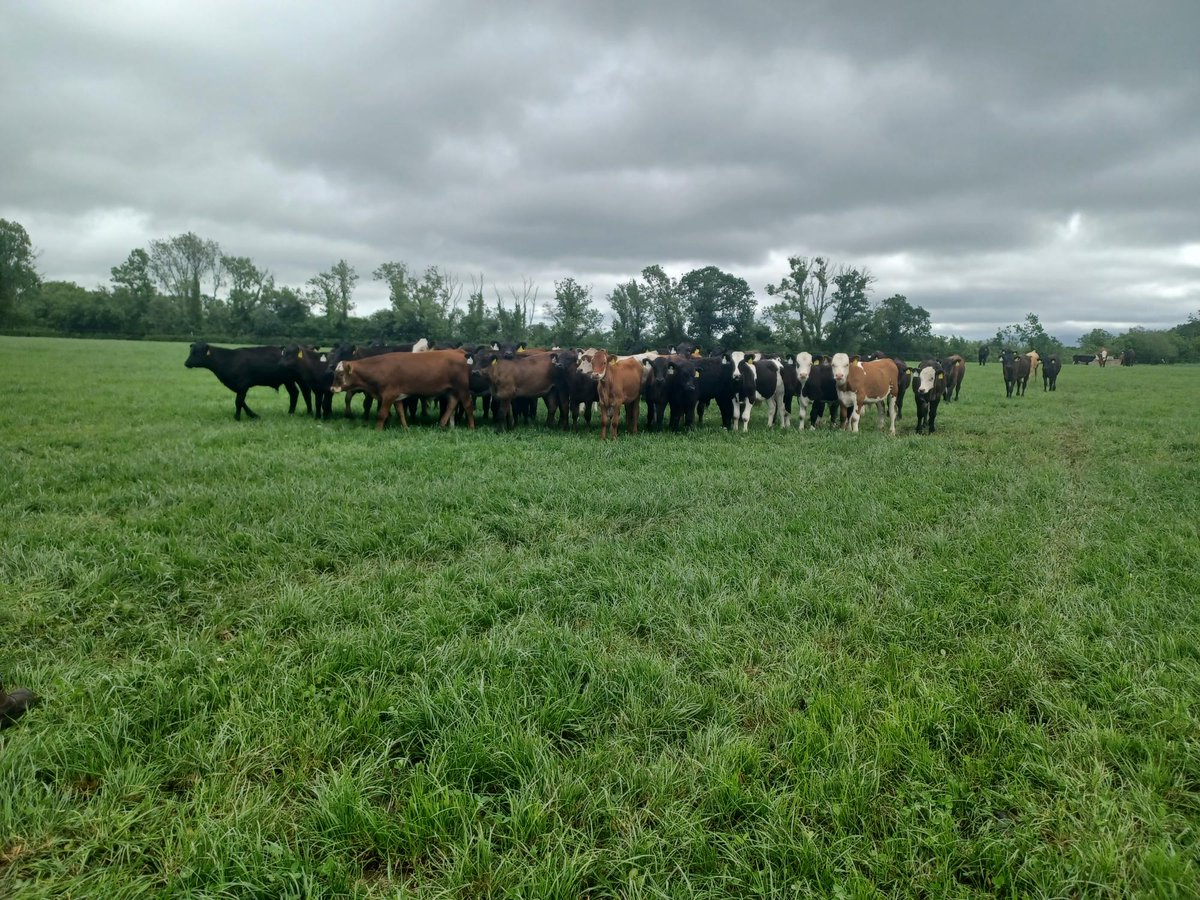 Last week we welcomed 16 first year graduates from the Dawn Meats Brighter Futures Graduate Programme to a visit at Tipperary Demo Farm🐮
The group enjoyed a tour of the farm and chat through the dairy calf to beef farm system. Thanks to all who came along!
#TipperaryDemo