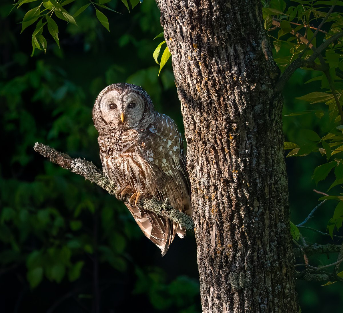 mnaussie2's tweet image. Best Part of Waking Up

An inquisitive Barred Owl greets a visitor in the early morning rays of sunrise. If he is successful in hunting over the next couple of hours, it will determine if the morning will be the best part of waking up for him.

#Folgersinmycup #Xbirds #getupearly
