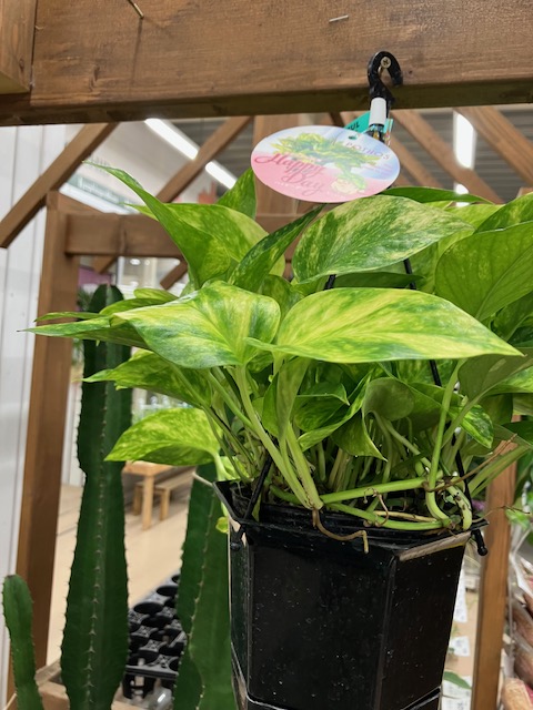 ガーデンセンター荒川沖店】 夏の暑い季節、爽やかな斑入りの #ポトス