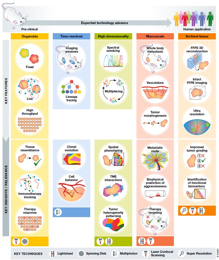 Happy #LearningWednesday!

This review shows how 3D imaging reveals tumor structure, immune niches &amp; metastasis routes missed in 2D. A glimpse into the future of cancer research &amp; diagnostics.  shorturl.at/3sYGc

Explore more 3D insights:
🌐 alpenglowbiosciences.com/3d-imaging-lit…