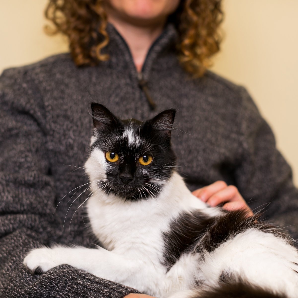 Although some cats love a hug, many prefer their own space. Here are six signs your cat wants alone time, plus tips for giving affection on their terms: spr.ly/HuggingCats #NationalHugYourCatDay 🐾