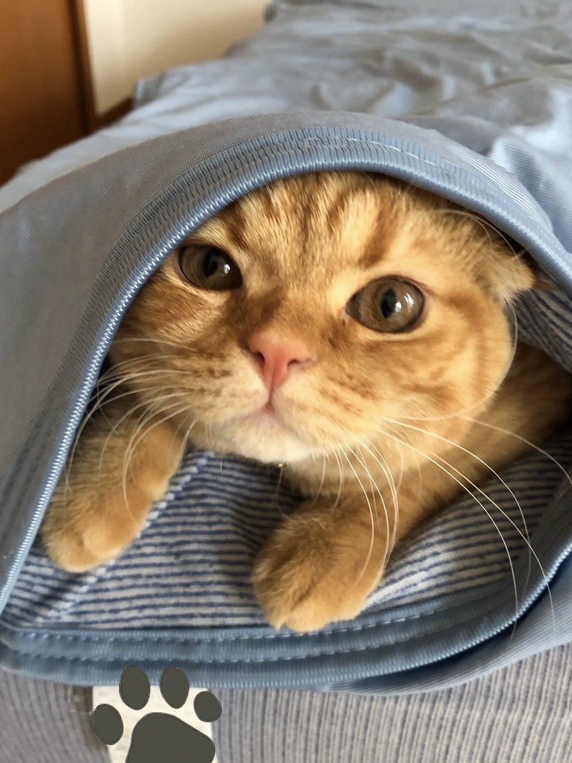 CatDiary125926's tweet photo. かくれんぼ中のどんぐり🐈🐾 https://t.co/7MTyunM1VD