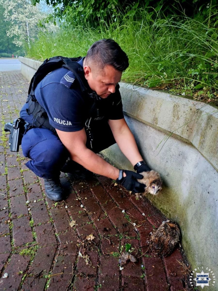 Robert Maślak (@robertmaslak) on Twitter photo Chcieli dobrze, wyszło fatalnie. Policjanci z Ostrowca Świętokrzyskiego <a href="/PolskaPolicja/">Polska Policja 🇵🇱</a> zabrali rodzicom młode. Jak informuje <a href="/RadioKielce/">Radio Kielce</a> policjanci z Ćmielowa "uratowali dwie małe sowy, które wypadły z gniazda" -
"Podczas patrolu, na jednym z parkingów w Bałtowie, po godz. 20: Chcieli dobrze, wyszło fatalnie. Policjanci z Ostrowca Świętokrzyskiego <a href="/PolskaPolicja/">Polska Policja 🇵🇱</a> zabrali rodzicom młode. Jak informuje <a href="/RadioKielce/">Radio Kielce</a> policjanci z Ćmielowa "uratowali dwie małe sowy, które wypadły z gniazda" -
"Podczas patrolu, na jednym z parkingów w Bałtowie, po godz. 20: