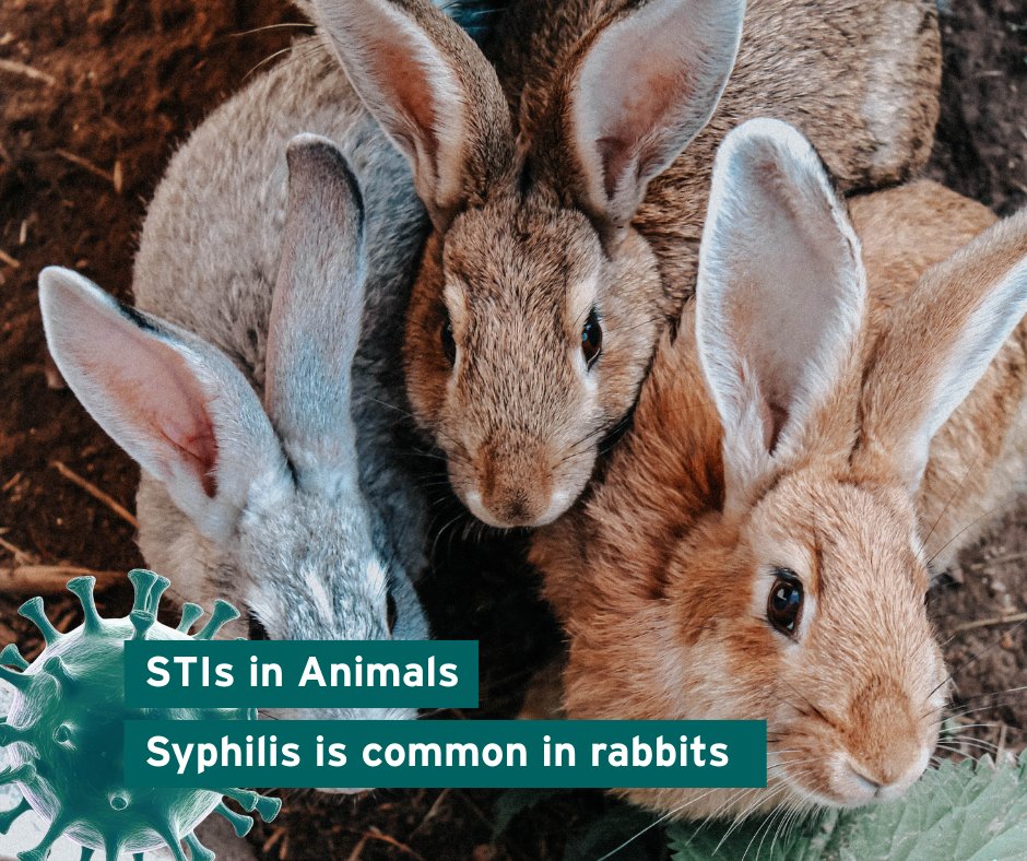Understanding Animal Research (@animalresearch) on Twitter photo The bacterium that causes #syphilis in humans relies on its host for nutrients and cannot be grown #invitro. The #rabbit model reflects human infection & helps study disease pathogenesis, explore new therapies & vaccines.
understandinganimalresearch.org.uk/news/ten-anima…
#AnimalResearch #AnimalTesting The bacterium that causes #syphilis in humans relies on its host for nutrients and cannot be grown #invitro. The #rabbit model reflects human infection & helps study disease pathogenesis, explore new therapies & vaccines.
understandinganimalresearch.org.uk/news/ten-anima…
#AnimalResearch #AnimalTesting
