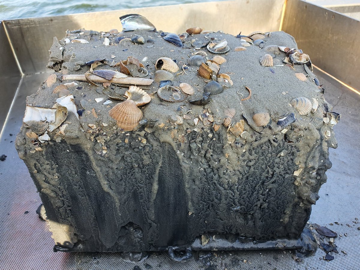 Rijkswaterstaat Noord-Nederland (@rws_nn) on Twitter photo De bemonstering in de Waddenzee is afgerond: ruim 1200 bodemmonsters zijn er verzameld!✅ Samen met
<a href="/NIOZatSea/">Nioz At Sea</a> onderzoeken we hoe het écht zit met het leven op de bodem. Wat vertellen deze monsters ons straks over de onderwaternatuur? Lees meer:👇
rijkswaterstaat.nl/nieuws/archief… De bemonstering in de Waddenzee is afgerond: ruim 1200 bodemmonsters zijn er verzameld!✅ Samen met
<a href="/NIOZatSea/">Nioz At Sea</a> onderzoeken we hoe het écht zit met het leven op de bodem. Wat vertellen deze monsters ons straks over de onderwaternatuur? Lees meer:👇
rijkswaterstaat.nl/nieuws/archief…