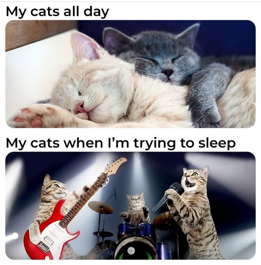 🤣🐱