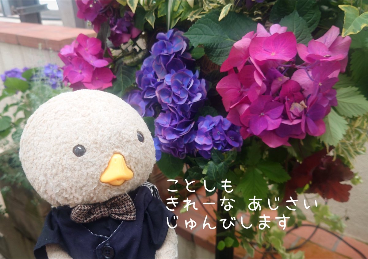 いつも とつぜん なちゃうけど
らいしゅー あじさいまつり またやります みんな あそびきてねー
※予約はDMかメールしてください！
#東京トガリ #バーレプリ 
#あじさい祭り